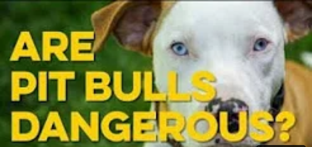 20191203 Dangerous Animals in Light of the Bible Pastor Anderson