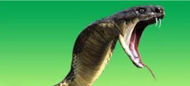 20191219 Jesus or the Father Who Sent The Snakes To Slay Pastor Anderson